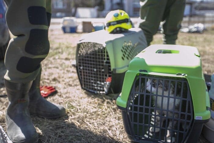 Deux transporteurs d'animaux à terre à Sainte-Marthe-sur-le-Lac